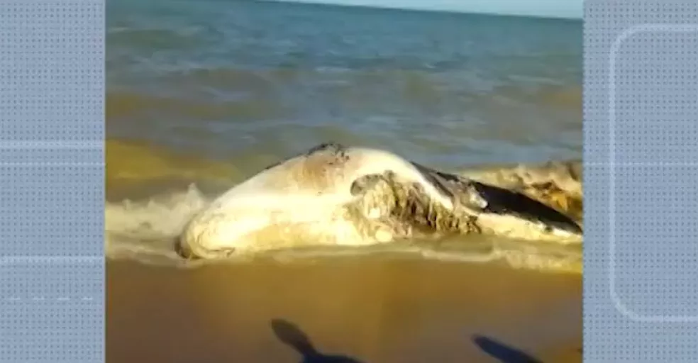 Baleia foi encontrada morta em praia de Alcobaça, cidade do sul da Bahia, na tarde de segunda-feira (10). — Foto: Reprodução / TV Bahia Baleia foi encontrada morta em praia de Alcobaça, cidade do sul da Bahia, na tarde de segunda-feira (10). — Foto: Reprodução / TV Bahia