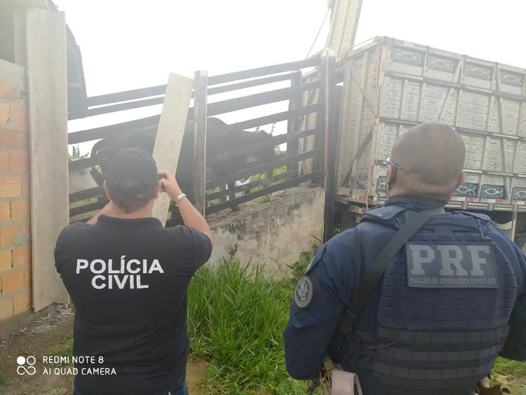 Porteira Fechada: PRF e Polícia Civil prendem integrantes de quadrilha especializada em furtar gado de propriedades rurais da Bahia