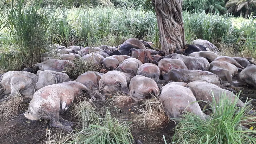 Fazendeiro encontrou os animais mortos no dia seguinte, após ser avisado pelos funcionários — Foto: Edmundo de Assis/Arquivo pessoal Fazendeiro encontrou os animais mortos no dia seguinte, após ser avisado pelos funcionários — Foto: Edmundo de Assis/Arquivo pessoal