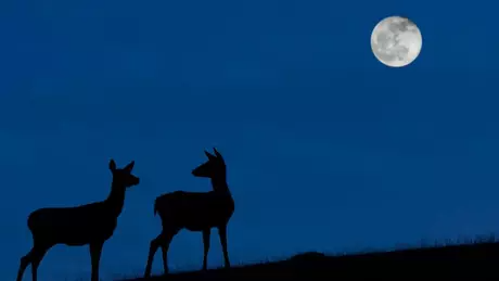 A 'Lua Azul' poderá ser vista na noite de 31 de outubro quando o céu estiver limpo. A 'Lua Azul' poderá ser vista na noite de 31 de outubro quando o céu estiver limpo.