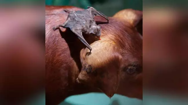 Morcegos podem transmitir a raiva entre humanos e outros animais Morcegos podem transmitir a raiva entre humanos e outros animais