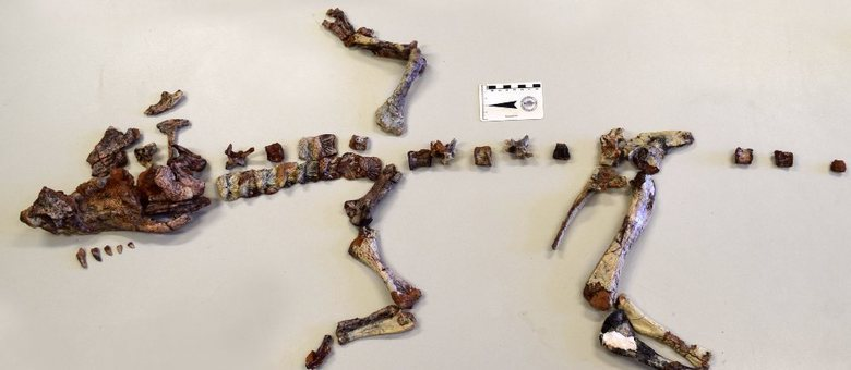 Fóssil de Dynamosuchus collisensis encontrado 