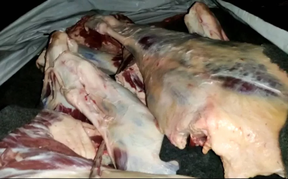 Uma tonelada de carne de abate clandestino é apreendida após denúncia em Itamaraju, no sul da Bahia — Foto: Henrique Peixoto