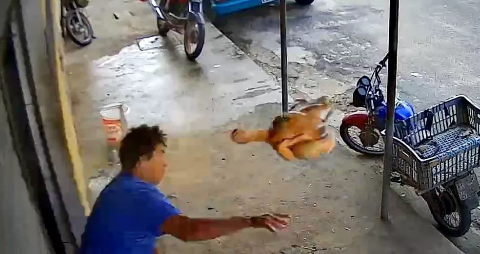 Homem joga frango abatido contra suspeito de assalto em Fortaleza — Foto: Reprodução