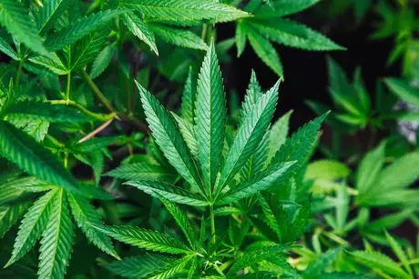 Anvisa aprova registro do 1º produto à base de maconha Anvisa aprova registro do 1º produto à base de maconha