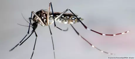 Casos de dengue subiram 71% nas primeiras semanas de 2020 em relação ao ano passado Casos de dengue subiram 71% nas primeiras semanas de 2020 em relação ao ano passado