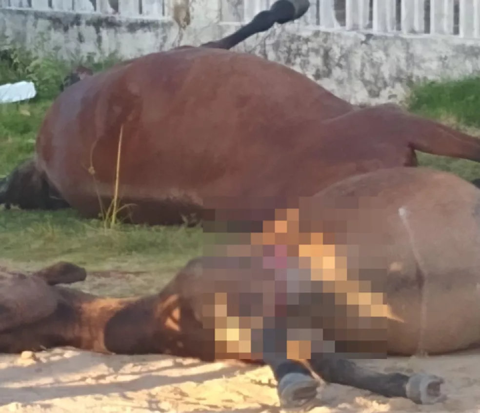 Cavalos e éguas são encontrados mortos com marcas de tiros no sul da BA; polícia investiga — Foto: Reprodução/Redes Sociais