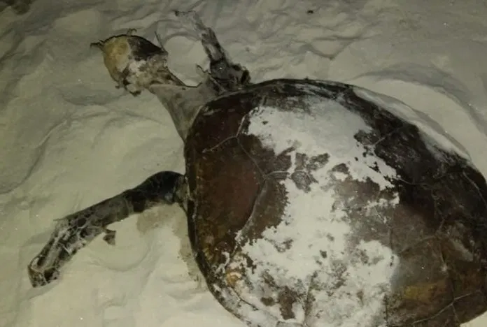 Tartaruga encontrada morta em Uruçuca. — Foto: Projeto (A)mar. Tartaruga encontrada morta em Uruçuca. — Foto: Projeto (A)mar.