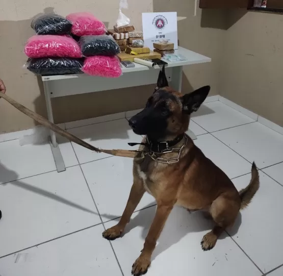 Cão policial encontra 14kg de drogas em imóvel, em Porto Seguro