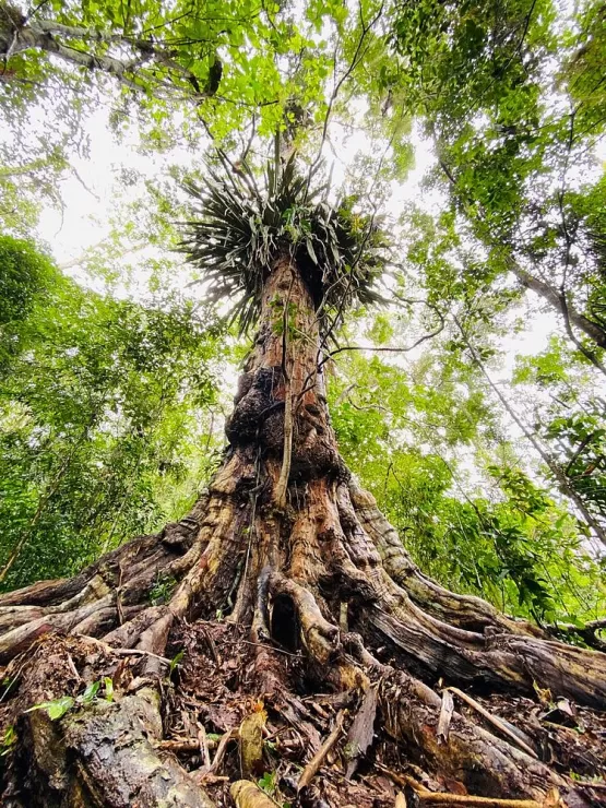 Comissão aprova projeto que cria Monumento Natural do Pau-Brasil em Itamaraju