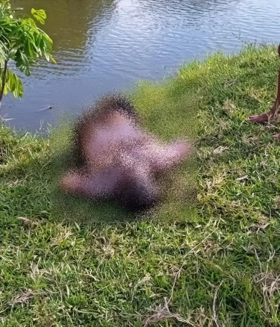 Corpo de gari que estava desaparecido é encontrado as margens do rio do Sul, em Vereda